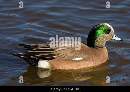 This photograph captures a beautiful American Wigeon (Male) on a winter morning. The breeding male has a mask of green feathers around its eyes. Stock Photo