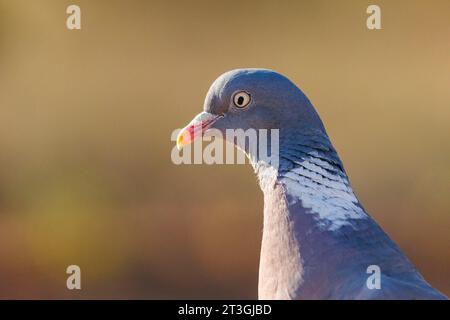 Europe, Spain, Castilla, Penalajo, Common wood pigeon or common woodpigeon (Columba palumbus), on the ground Stock Photo