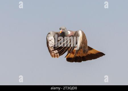Europe, Spain, Castilla, Penalajo, Common wood pigeon or common woodpigeon (Columba palumbus),in flight Stock Photo