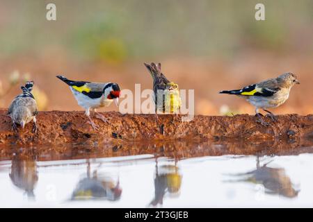 Europe, Spain, Castile-La Mancha Province, private property, European Goldfinch (Carduelis carduelis) , on the ground, a family drinks in a water hole with a serin (Serinus serinus), Stock Photo