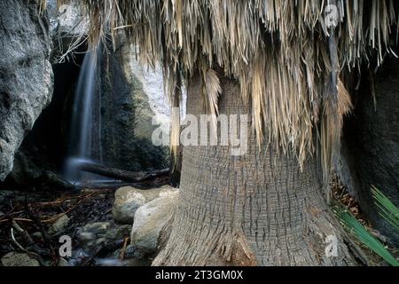 Maidenhair Falls in Hellhole Canyon, Anza Borrego Desert State Park, California Stock Photo