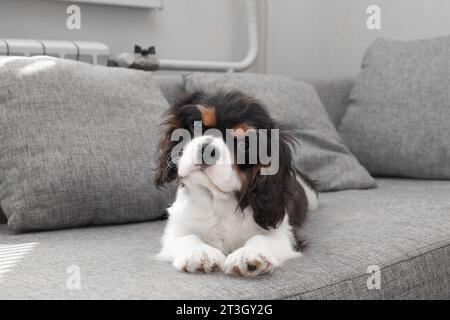 Portrait of handsome cavalier spaniel. Cute puppy is resting on the couch. Curious dog cavalier Charles king spaniel lies on the couch and looks at th Stock Photo