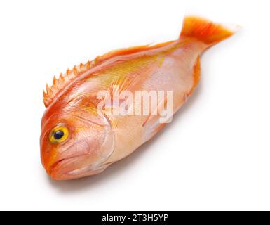 schlegel red bass isolated on white background Stock Photo