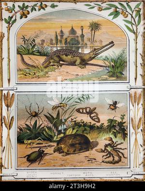 Bible Natural history Illustration Showing Insects, Reptiles and Apples, Walnuts, wheat and Rye in 19th Century Bible Stock Photo