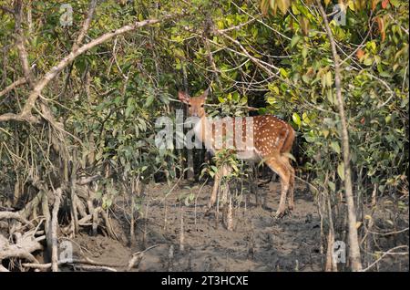 spotted deer or chital deer is a deer species native to the Indian subcontinent.this photo was taken from sundarbans,Bangladesh. Stock Photo