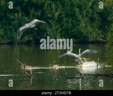 Grey herons (Ardea cinerea) and mallard ducks (Anas platyrhynchoson) at the Cemetery Lake, Southampton Common Stock Photo