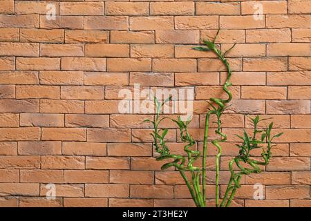Green bamboo stems against brick wall Stock Photo