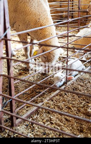 Sheep and newborn calf hug each other in the meadow Stock Photo