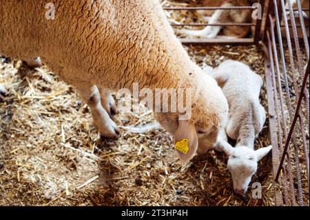 Sheep and newborn calf hug each other in the meadow Stock Photo