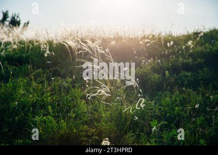 tall field grass on a summer day. High quality photo Stock Photo