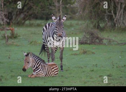 common plains zebra adorable foal sitting on the grass and mother standing alert in the wild savannah of the masai mara, kenya Stock Photo