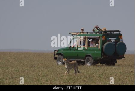 tourists on game drive watch a cheetah walking from their safari vehicle in the wild savannah of masai mara, kenya Stock Photo