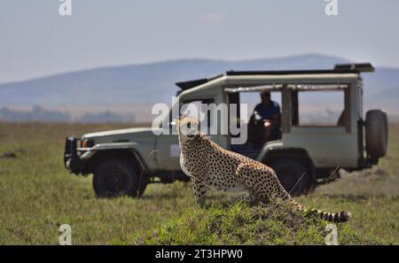 tourist wildlife photographer and guide in safari vehicle watching a cheetah in the wild savannah of the masai mara, kenya, during their game drive Stock Photo