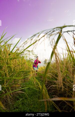 An Asian woman in a purple dress standing between the yellow rice field while harvesting rice during the daylight Stock Photo