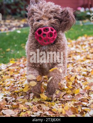 Bernedoodle dog breed.  Happy, gentle, smart, and a great companion.  This breed will follow you everywhere. Stock Photo