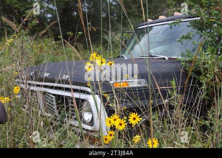 Abandon Ford pickup truck f100 in a junk yard. Stock Photo