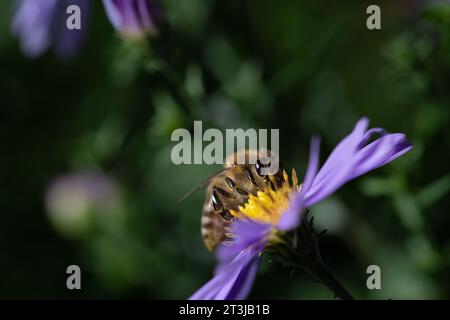 a small honey bee sits on a purple aster in autumn. The insect is looking for pollen. The background is green. There is space for text Stock Photo