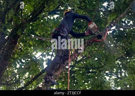 Close-up on a n arborist chopping a sycamore maple. Stock Photo