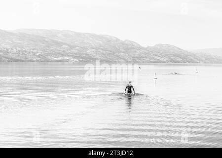 black and white image of an unidentifiable swimmer dressed in a wet suit going into the mountain lake, Kelowna British Columbia, Canada Stock Photo