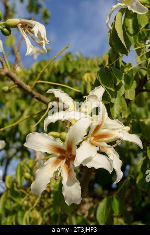 San pedro alcantara, malaga, spain Colorful flowers of the silk tree or ceiba speciosa (bottle tree) in the background a cloudy blue sky can be seen Stock Photo