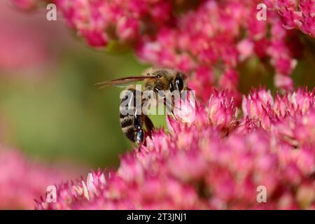 Closeup of bee gathering pollen on Sedum plant flower in an outside garden in Southern Ontario during summer. Stock Photo