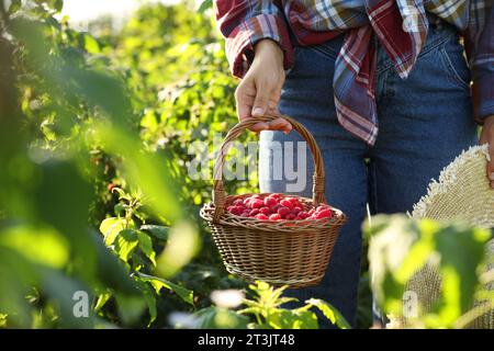 Woman holding wicker basket with ripe raspberries outdoors, closeup Stock Photo