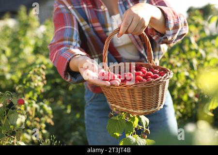 Woman holding wicker basket with ripe raspberries outdoors, closeup Stock Photo