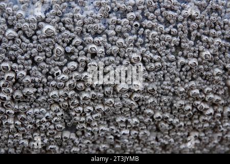 hundreds and hundreds of barnacles Stock Photo