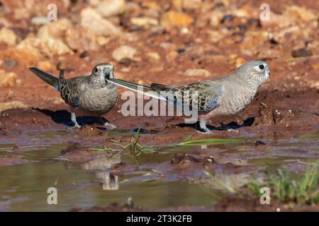 Australian Bourke's Parrot drinking at waterhole Stock Photo