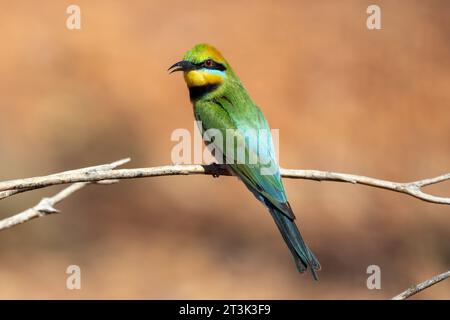 Australian Rainbow Bee-eater perched on log Stock Photo