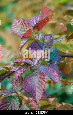 Colorful autumn foliage. Red bramble bush leaves. Czech republic nature in october. Stock Photo