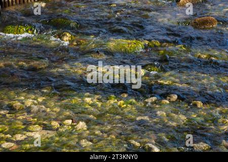 Pebbles submerged in a clear shallow stream with bokeh light reflections Stock Photo