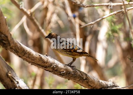 Western bowerbird perched on tree Stock Photo