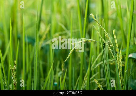 The rice plant with the green ears of rice is growing. Stock Photo