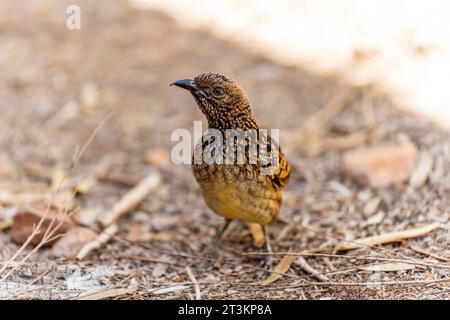 Western bowerbird on the ground Stock Photo