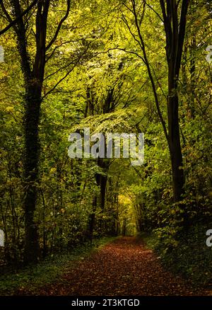 Autumn is coming deep inside Friston Forest on the south downs east Sussex south east England UK Stock Photo