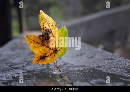 A close up of a leaf taken in autumn with autumn colours. It is detailed and has water drops on the surface. It has an out of focus background Stock Photo