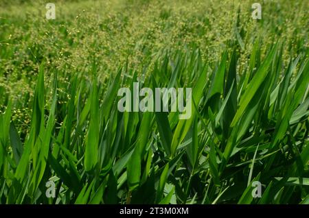 Dichanthelium clandestinum grows abundantly in the fields, its leaves are green with small seeds clustered upwards. Stock Photo