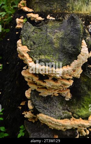 The fungus species Oxyporus populinus grows on dead tree trunks in the forest. Stock Photo