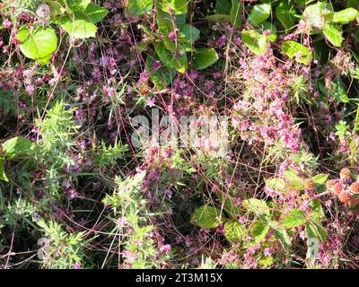 The greater dodder or European dodder Cuscuta epithymum a parasitic plant blooms in July on the coast of Falmouth Cornwall England Stock Photo