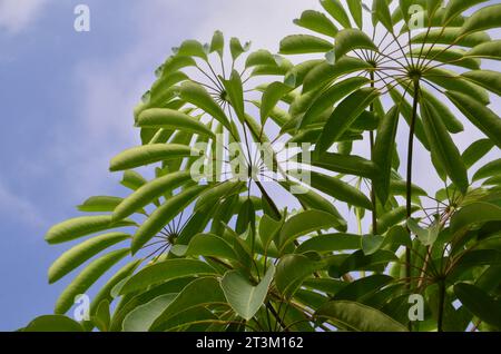 Heptapleurum actinophyllum or Umbrella Tree has green compound leaves with long stalks and is arranged around the trunk. Stock Photo