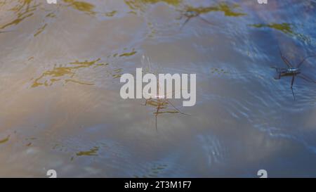 Aquarius remigis, also known as the water strider, is on the surface of clear water and has fast currents. Stock Photo