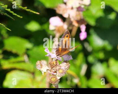 Gatekeeper or hedge brown (Pyronia tithonus) butterfly from the family of the noble butterflies (Nymphalidae) Stock Photo
