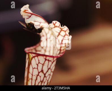 A fly on the verge of getting eaten by a carnivorous Sarracenia leucophylla, also known as a Crimson Pitcher Plant, in a Washington state plants shop. Stock Photo