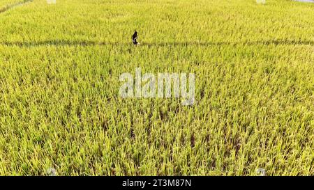 Aerial photo shows the golden rice field in Nanning City, south China's ...