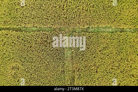 Aerial photo shows the golden rice field in Nanning City, south China's ...