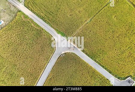 Aerial photo shows the golden rice field in Nanning City, south China's ...