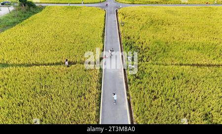 Aerial photo shows the golden rice field in Nanning City, south China's ...