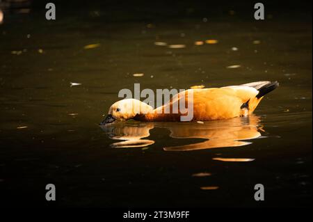 The ruddy shelduck (Tadorna ferruginea) in the water. Stock Photo