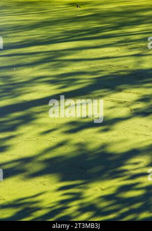 duckweed Brooke, Norfolk Stock Photo